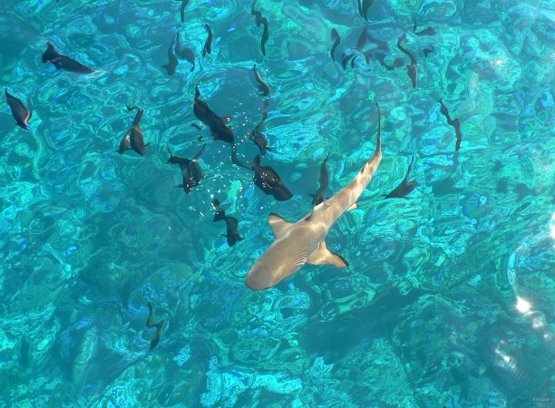 25- Requin pointe noire et banc de chirurgiens derriere le bateau 